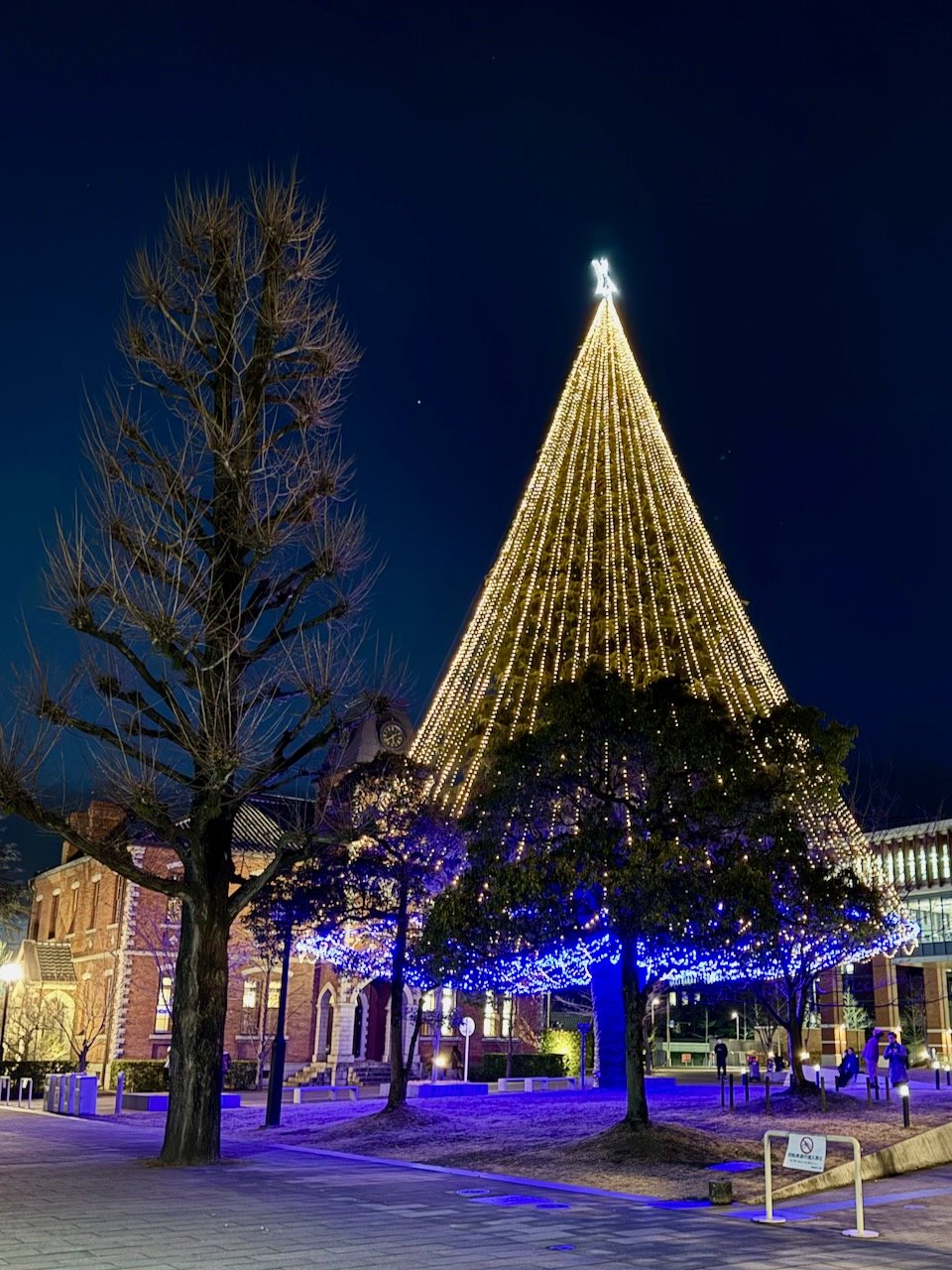 同志社大学のクリスマスツリー